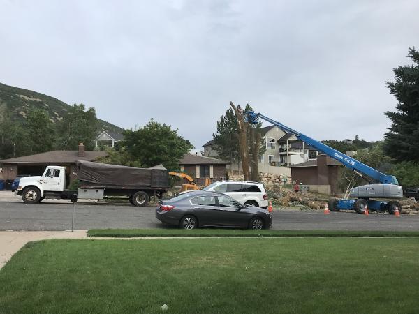 Cutting Edge Tree Professionals