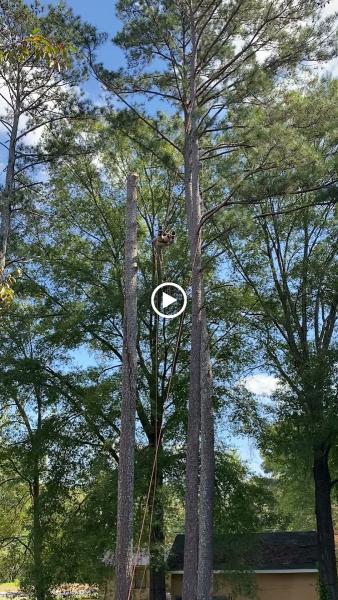 3 Climbers Tree Service LLC
