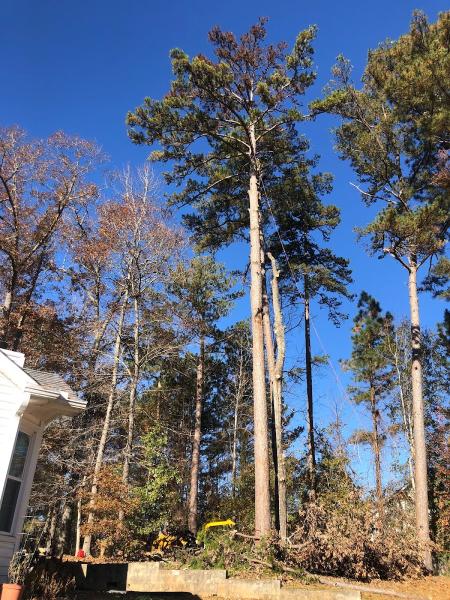 3 Climbers Tree Service LLC