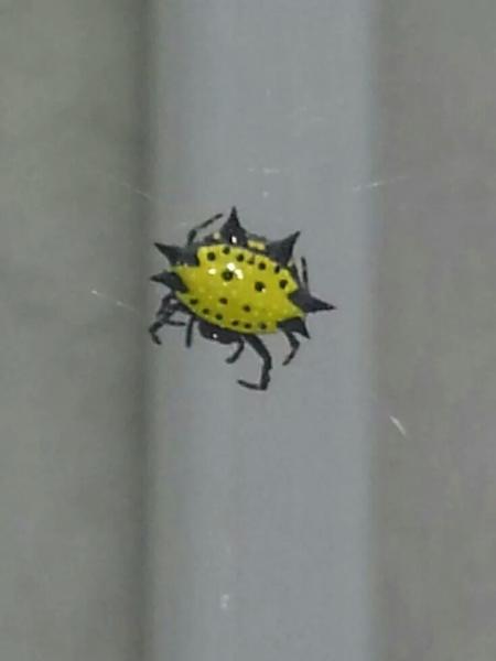TBB Exterminators