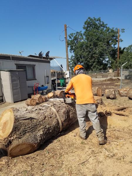 Alex's Tree Service