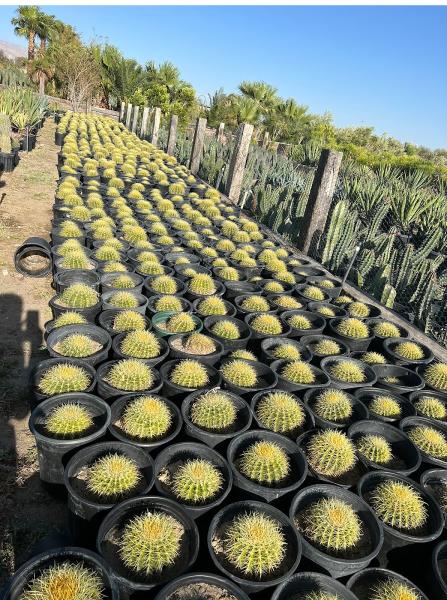 Bluesky Landscape Corp