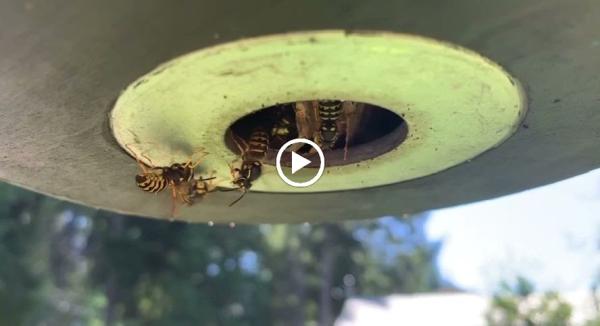 Modern Pest Control