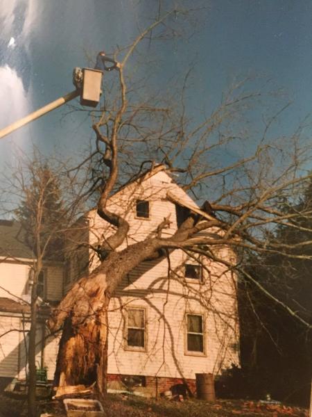 Mercer Tree Services Inc