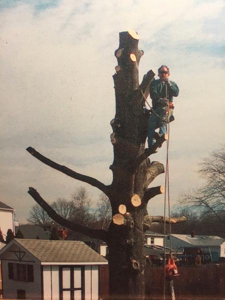 Mercer Tree Services Inc