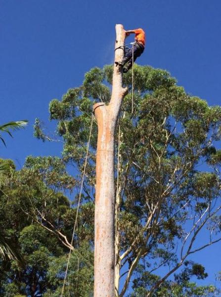 Quality Tree Service Fremont