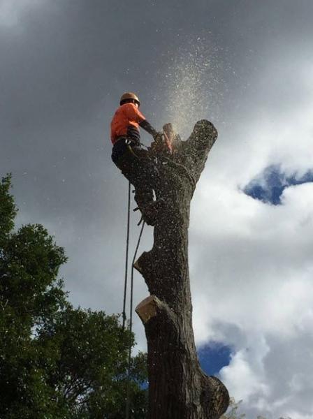 Quality Tree Service Fremont