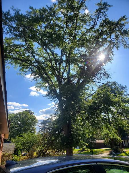 Twisted Tree Service