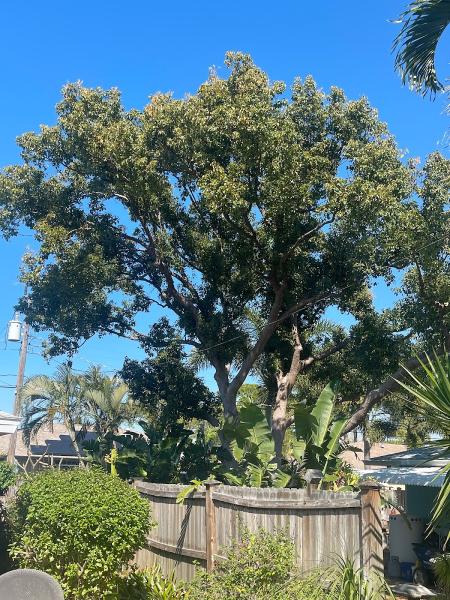 Simply Trees