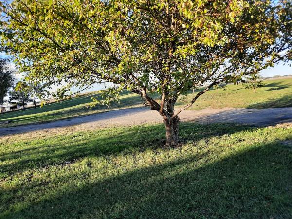 Timberman Tree Service LLC