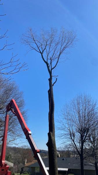 The Branch Manager Pro Tree Service