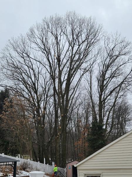 The Branch Manager Pro Tree Service