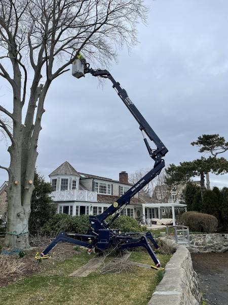 Skyview Tree Removal