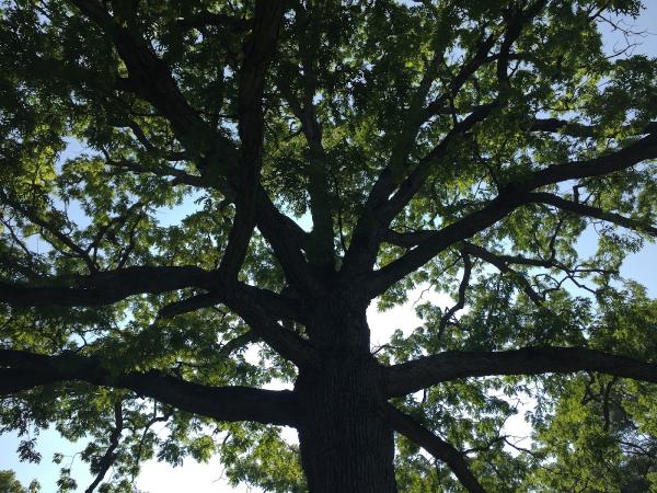 Broadleaf Tree Care