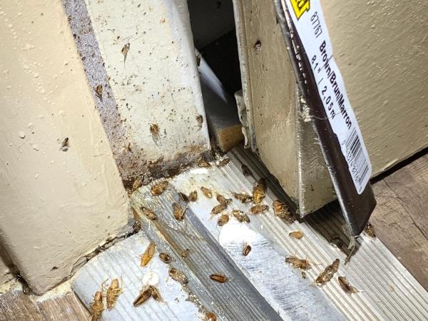 Viewpoint Pest Management Solutions