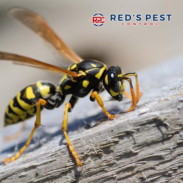 Red's Pest Control