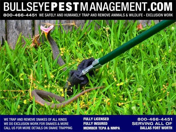 Bullseye Pest Management