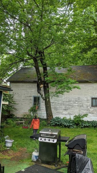 Precision Tree Experts LLC