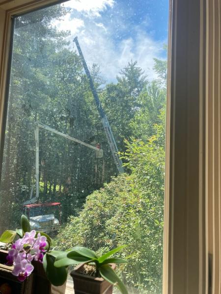 Precision Tree Experts LLC