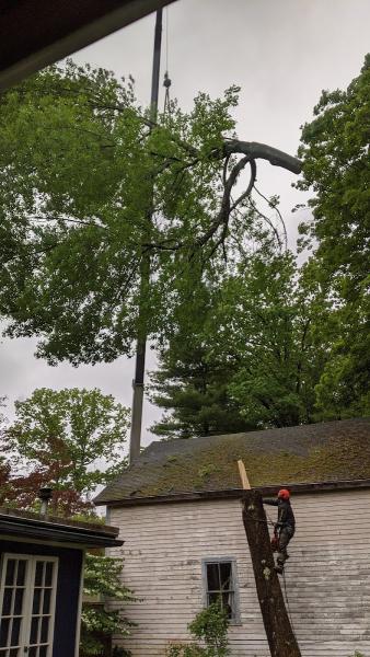 Precision Tree Experts LLC