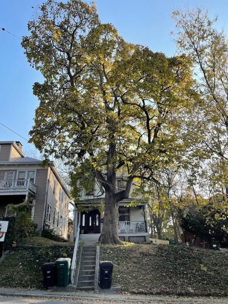 Beaver Tree Services LLC