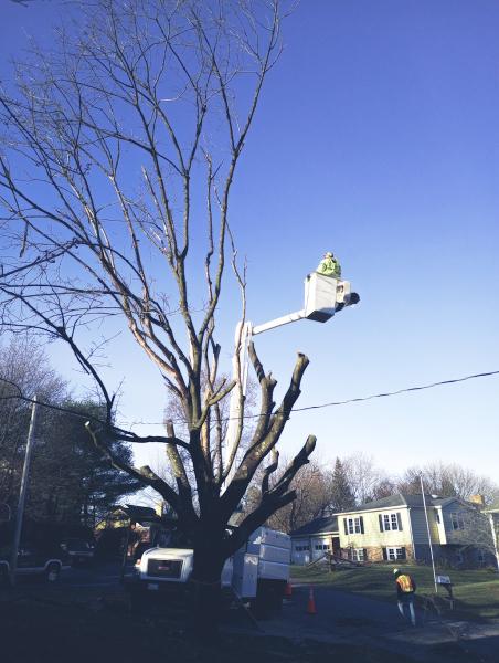 Winchester Tree Service LLC
