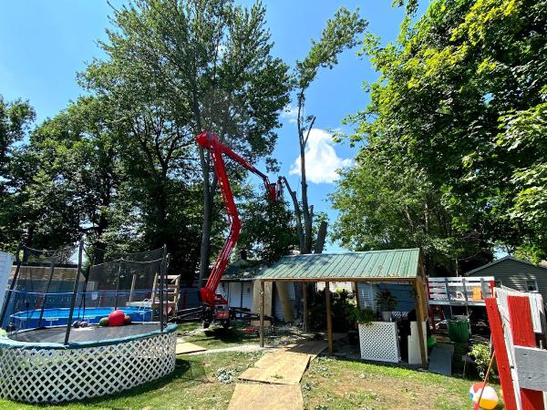 Woodchuck Tree Service