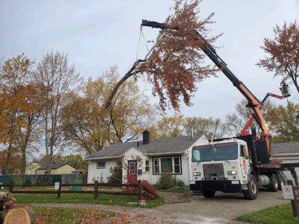 Woodchuck Tree Service
