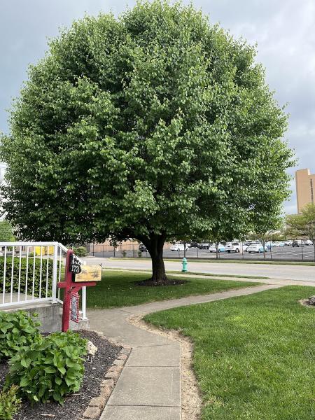 Green Arbor