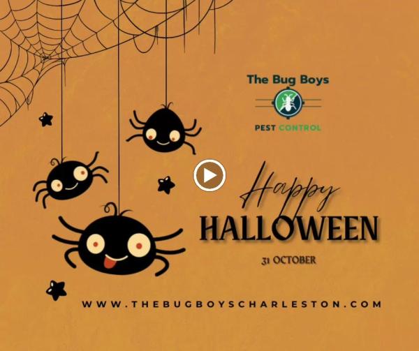 The Bug Boys