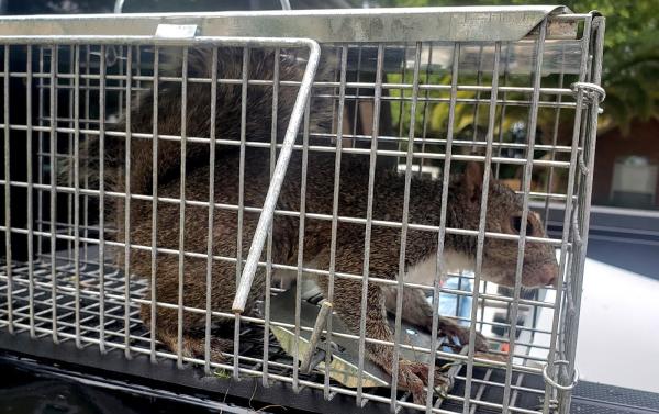 Varmint Eviction Wildlife Removal Services