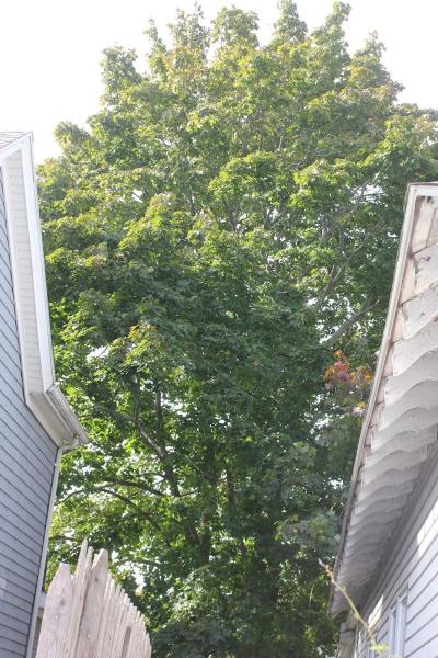 Lobel Tree Service Inc