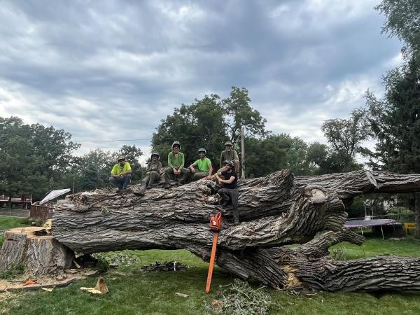 Atrium Tree Service