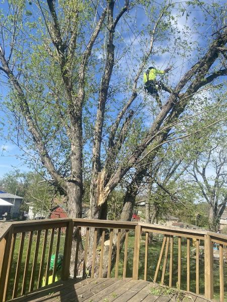Atrium Tree Service