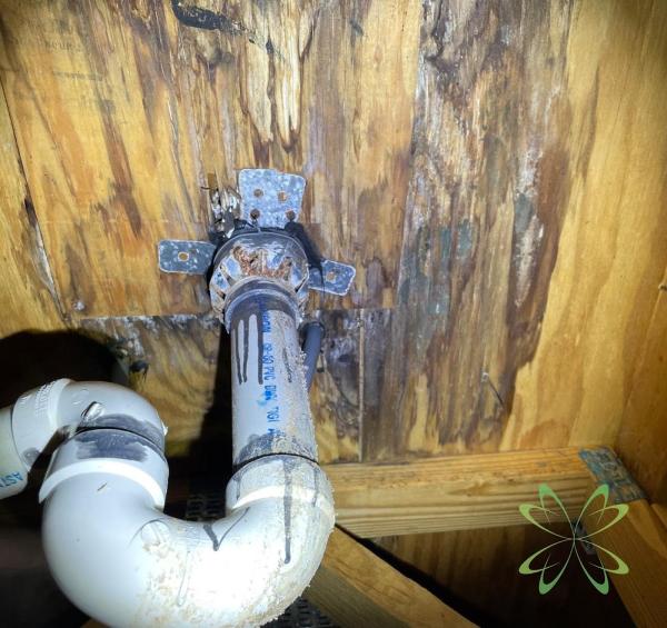 Elite Mold Services