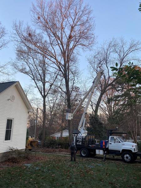 Lake Norman Tree Services