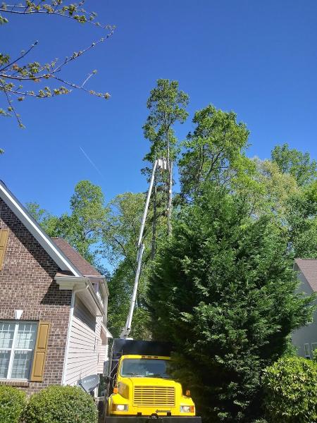 Lake Norman Tree Services