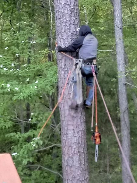 Lake Norman Tree Services