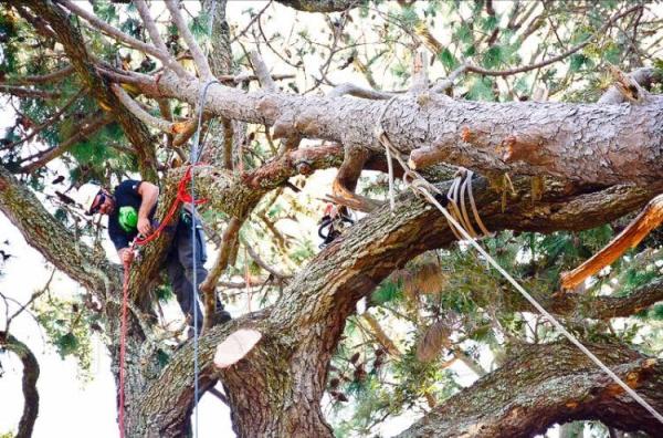 Coastal Arbor Care LLC