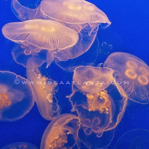 Southeast Aquariums