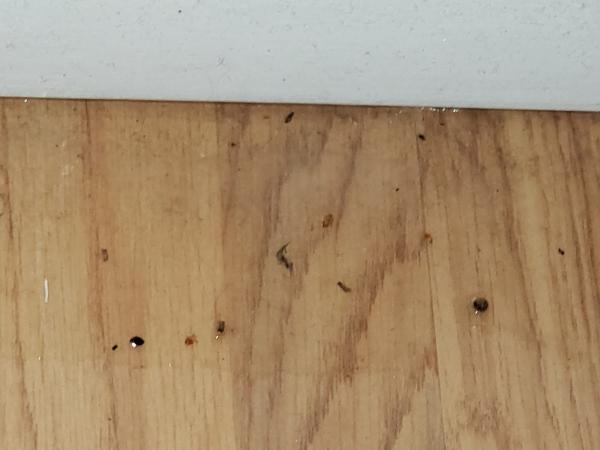 Holt Pest Control