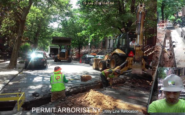 High Line Consulting Arborist