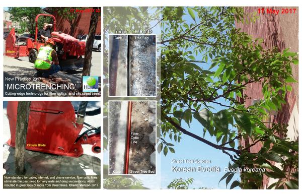 High Line Consulting Arborist