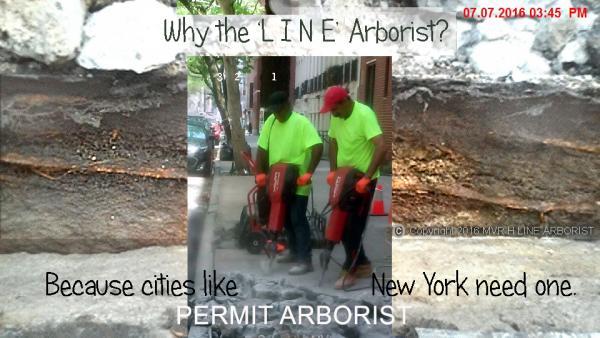 High Line Consulting Arborist