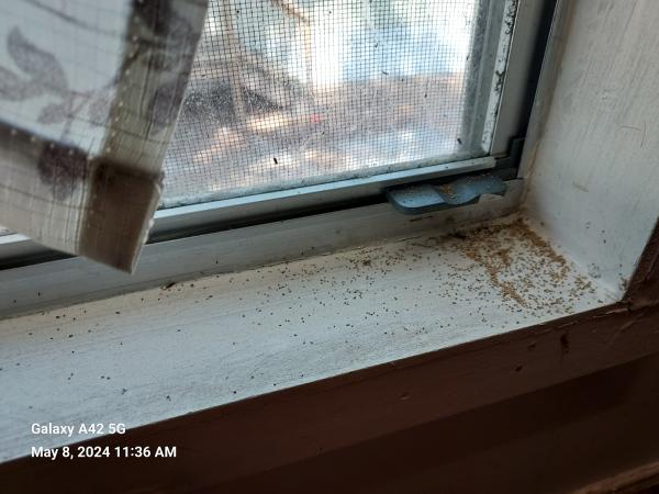 Service First Termite and Pest Prevention