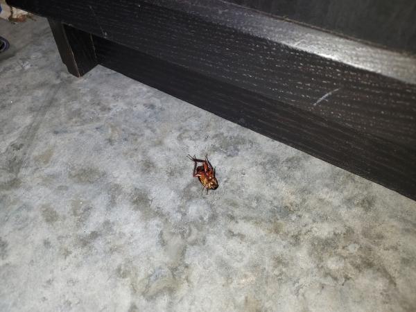 Service First Termite and Pest Prevention