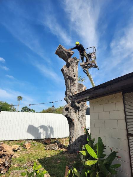 First Coast Tree