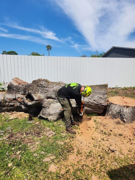 First Coast Tree