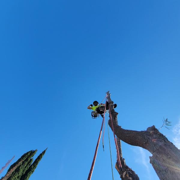 Mackman's Tree Care