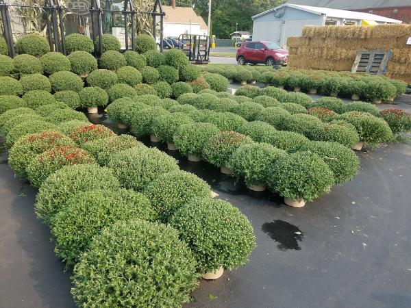 Fiorellas Landscaping